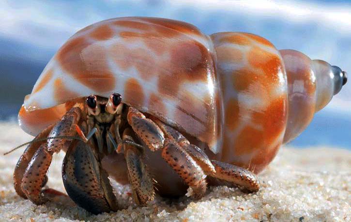 HD Quality Wallpaper | Collection: Animal, 725x458 Hermit Crab