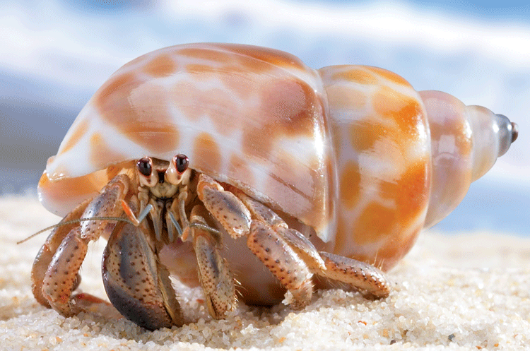 Nice Images Collection: Hermit Crab Desktop Wallpapers