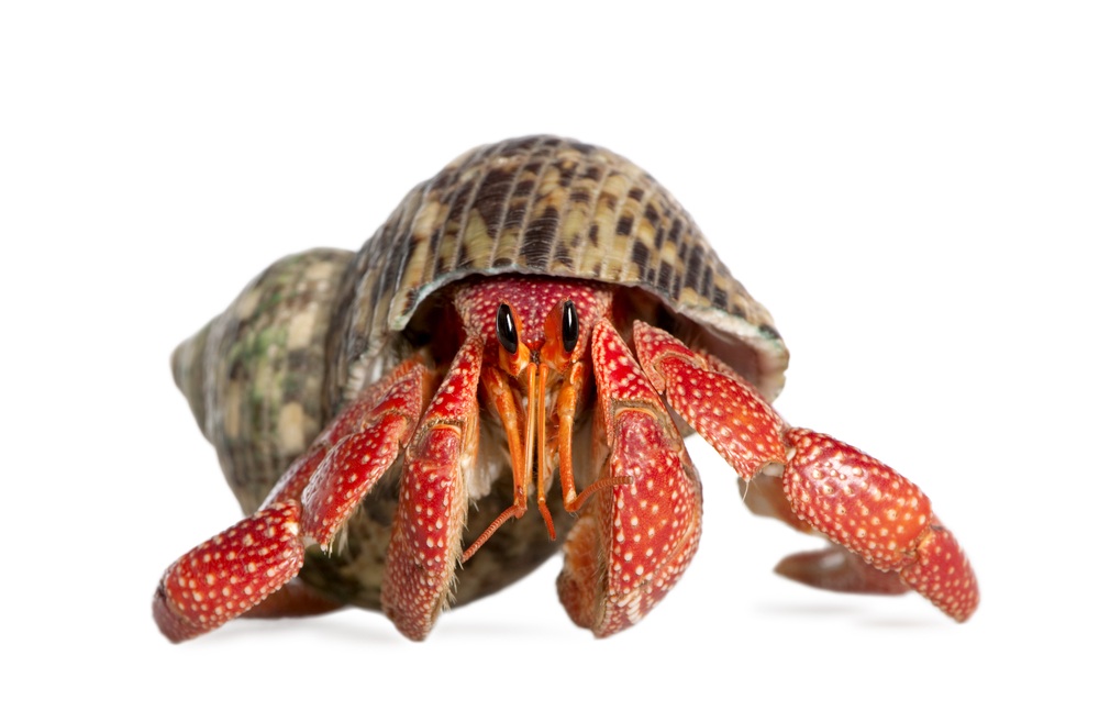 Hermit Crab Backgrounds on Wallpapers Vista