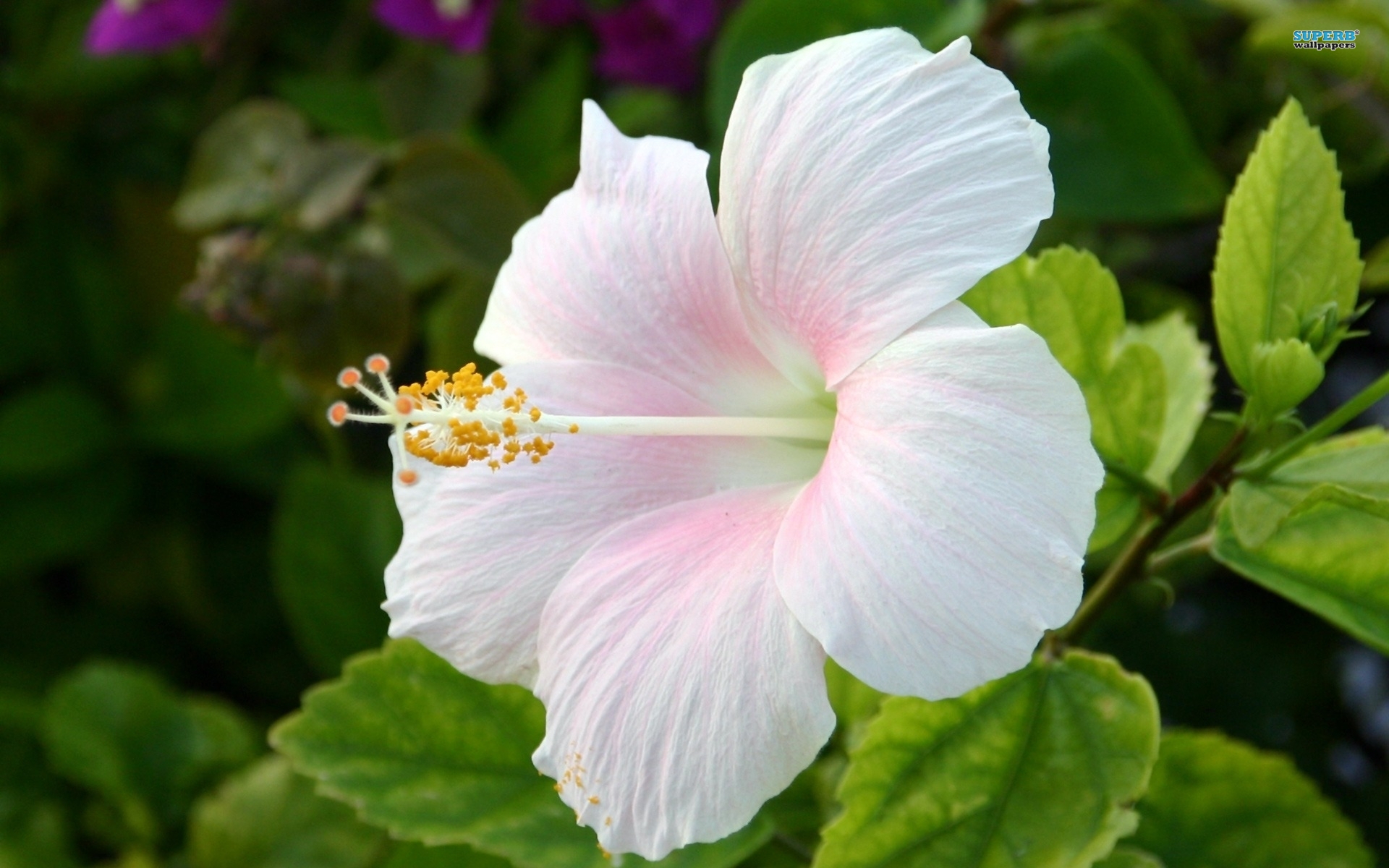 Amazing Hibiscus Pictures & Backgrounds