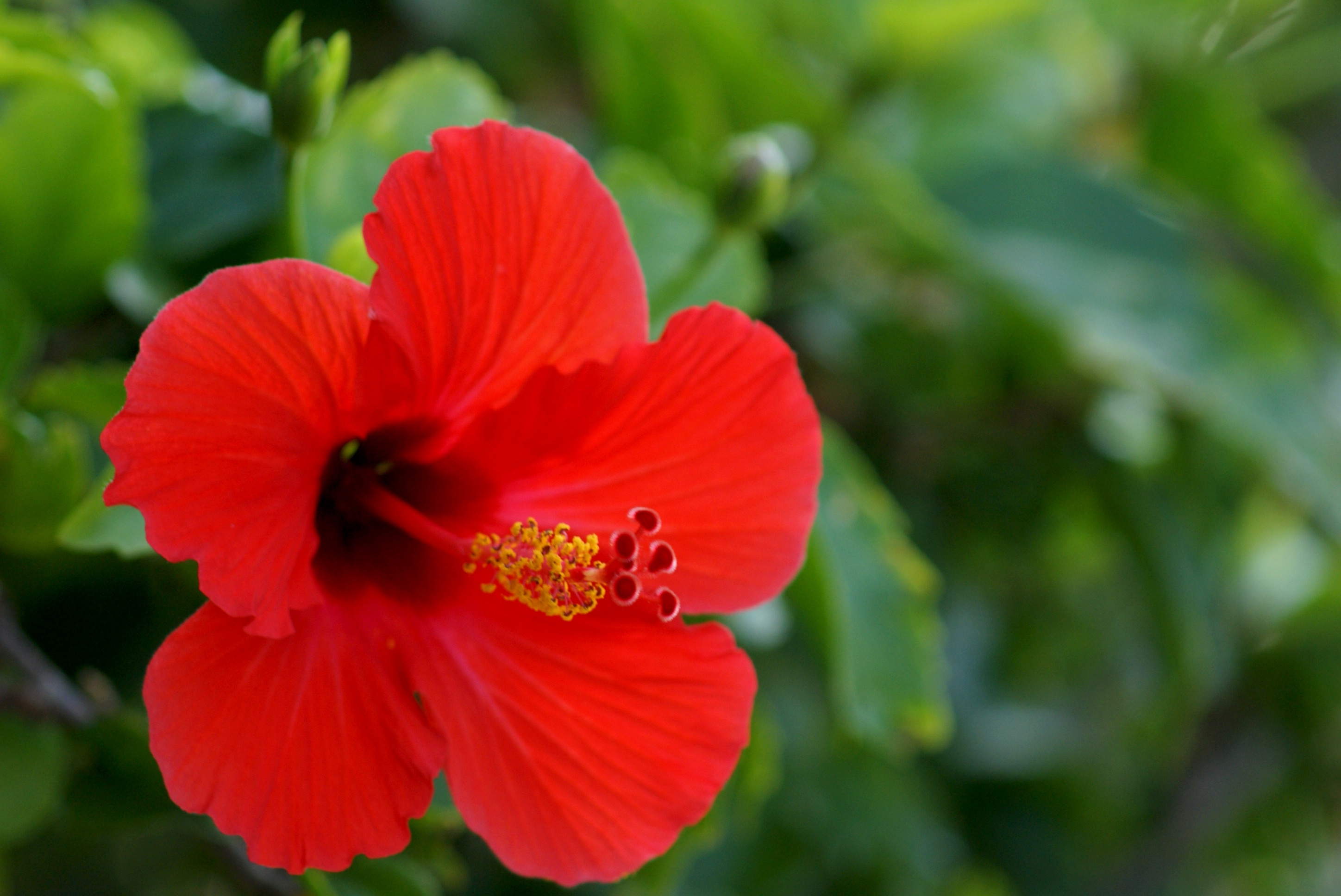 Amazing Hibiscus Pictures & Backgrounds