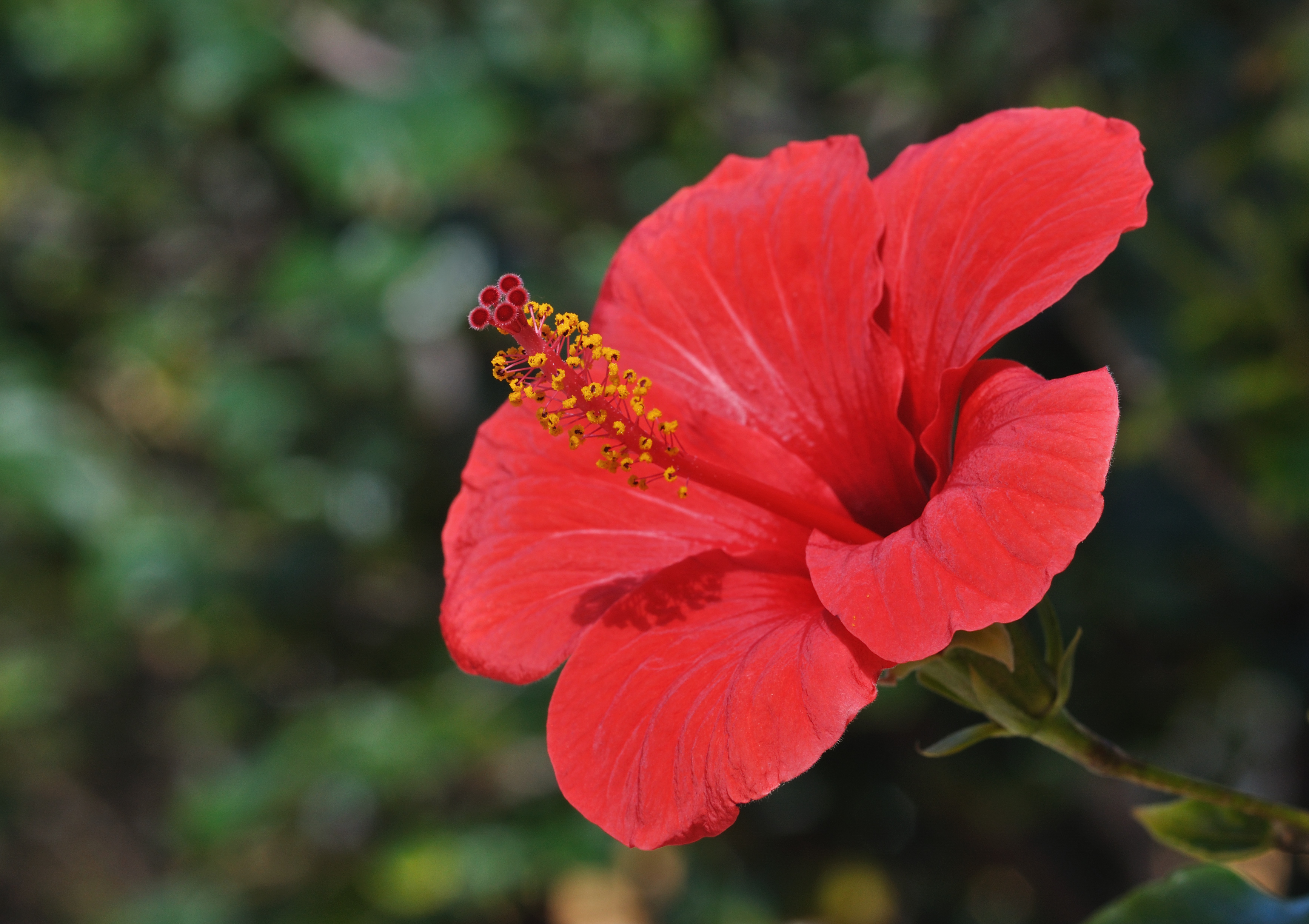 Hibiscus Backgrounds, Compatible - PC, Mobile, Gadgets| 3468x2448 px