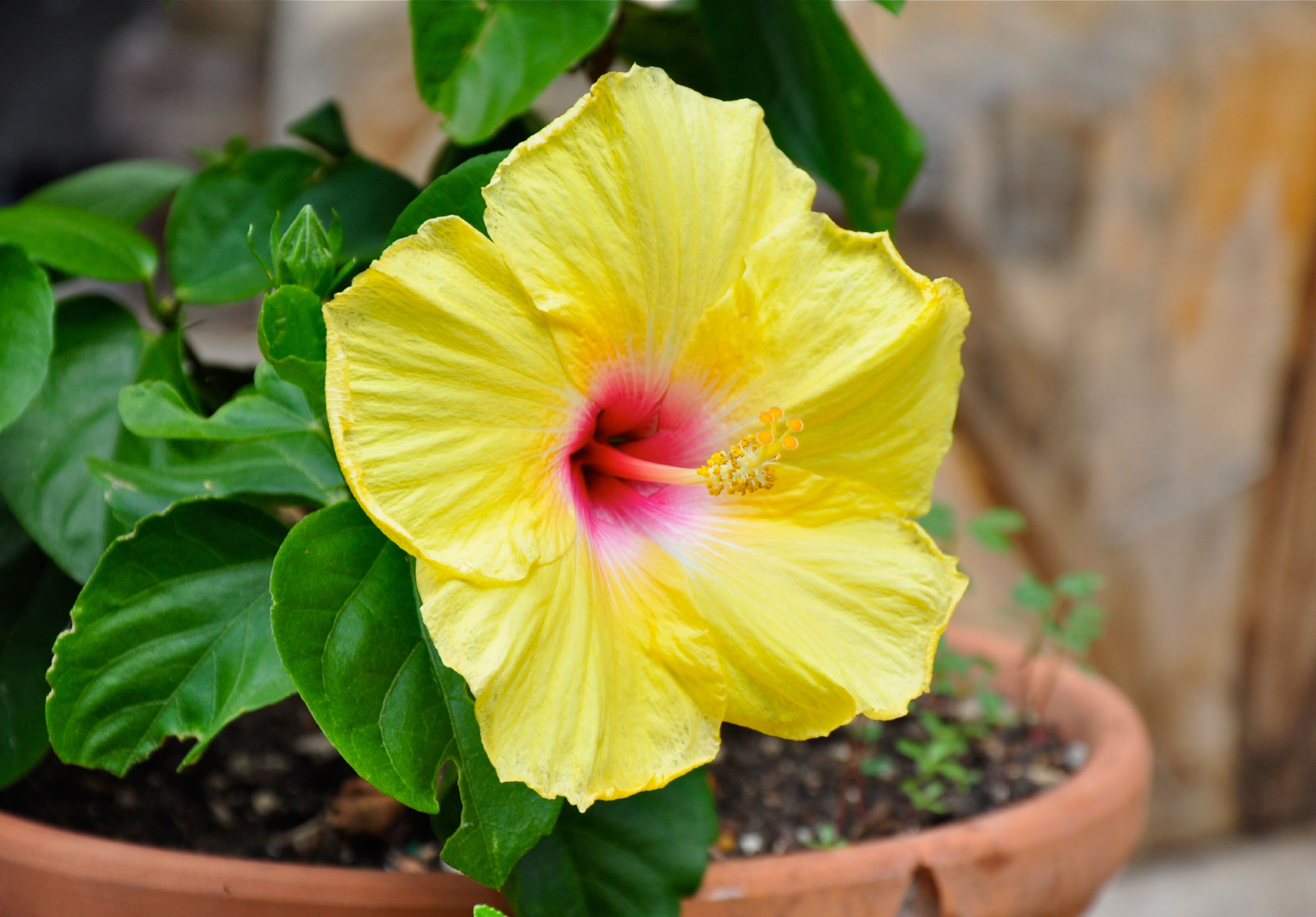 HQ Hibiscus Wallpapers | File 236.44Kb