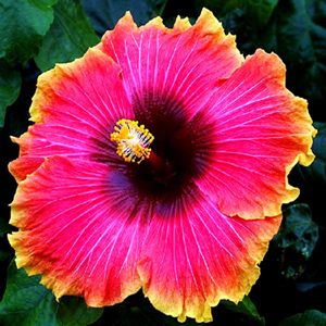 Hibiscus High Quality Background on Wallpapers Vista
