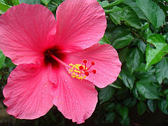 Hibiscus Pics, Earth Collection