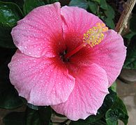 Hibiscus High Quality Background on Wallpapers Vista