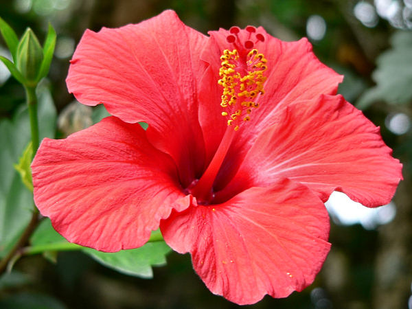 Nice Images Collection: Hibiscus Desktop Wallpapers