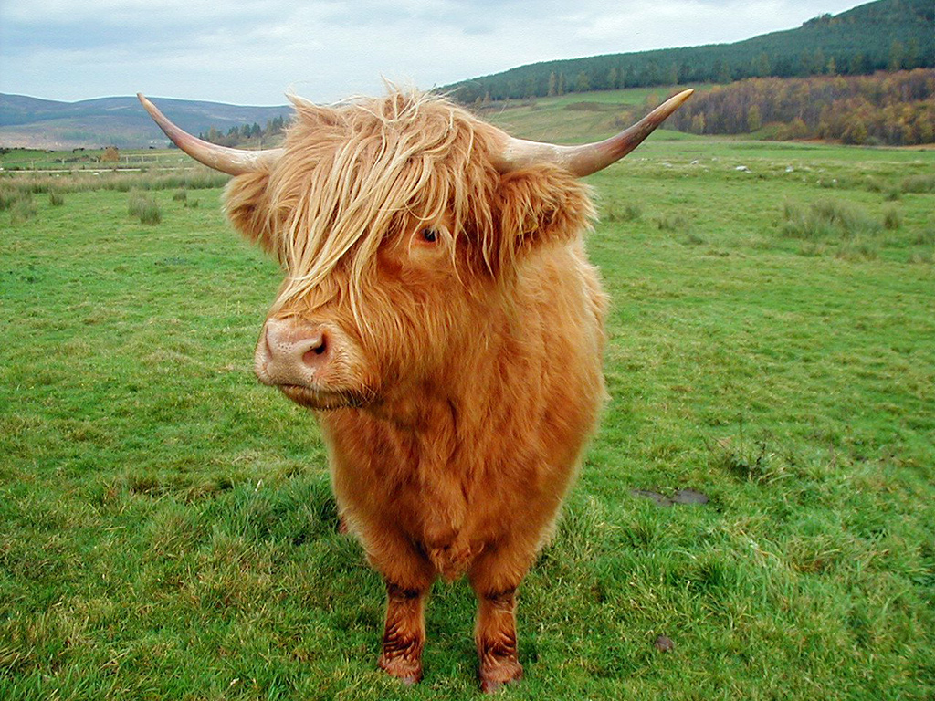 Nice Images Collection: Highland Cattle Desktop Wallpapers
