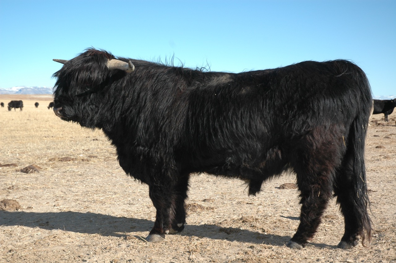 Highland Cattle #25