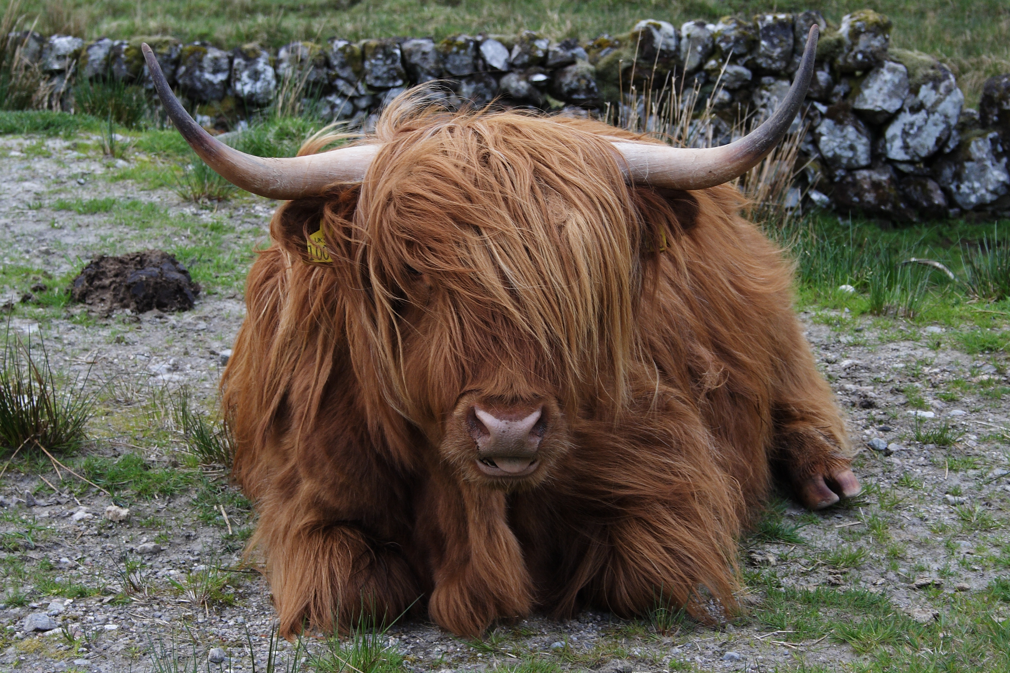 Зверь с длинной шерстью. Шотландская Высокогорная корова. Хайлендская корова Шотландия. Шотландский высокогорный бык. Корова хайленд (Highland Cattle).