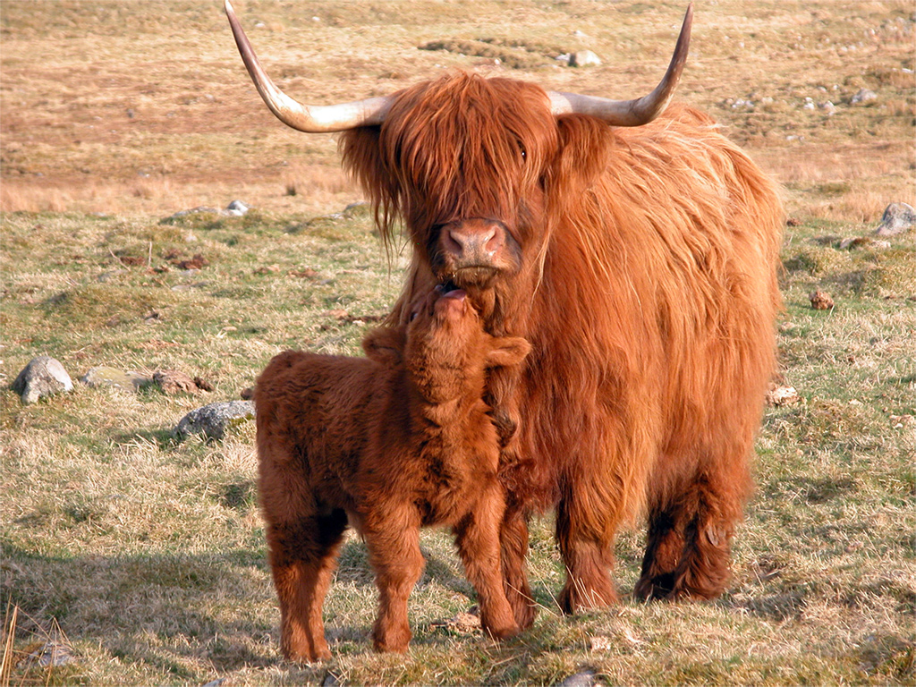 Nice Images Collection: Highland Cattle Desktop Wallpapers