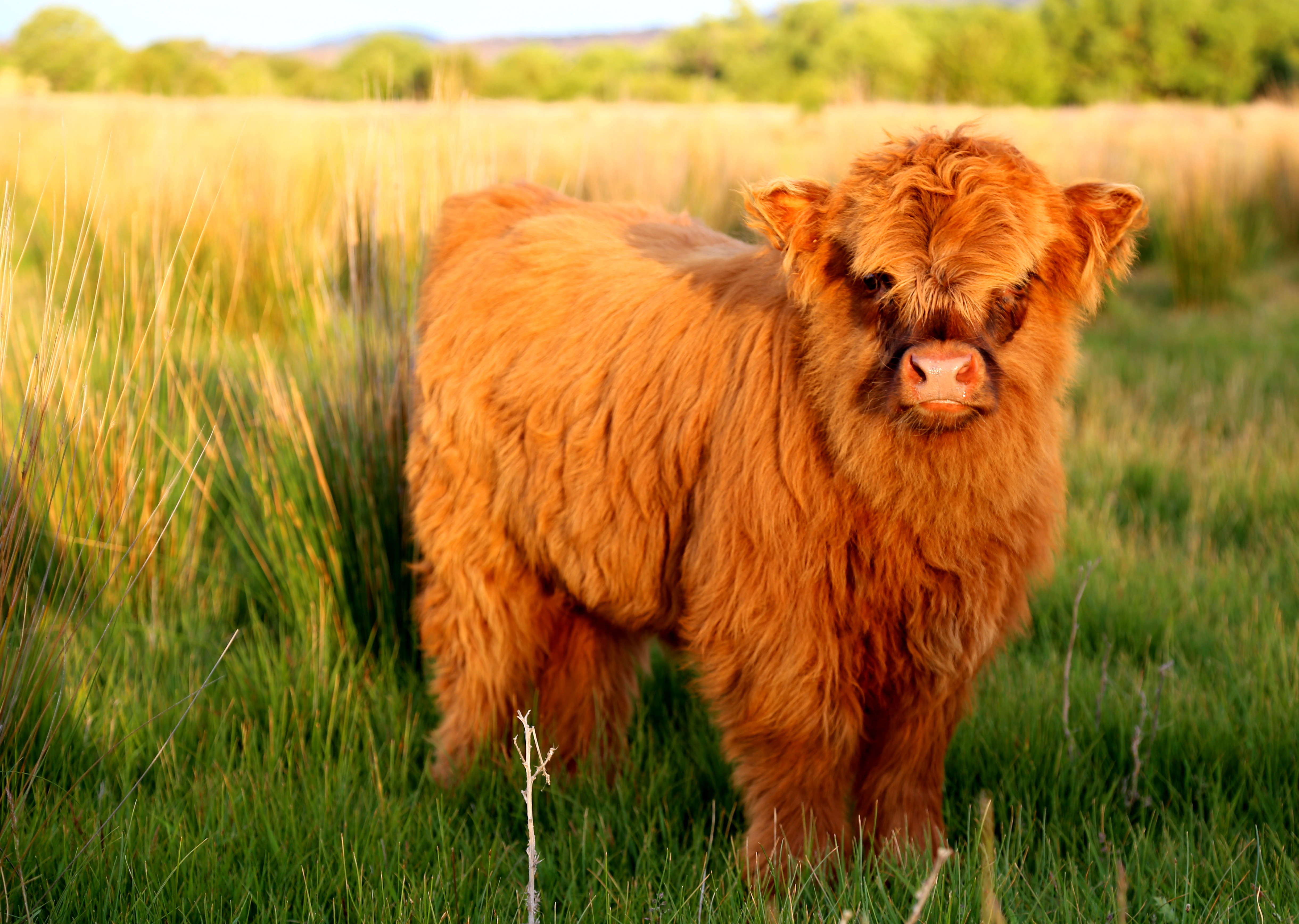Highland Cattle Backgrounds on Wallpapers Vista