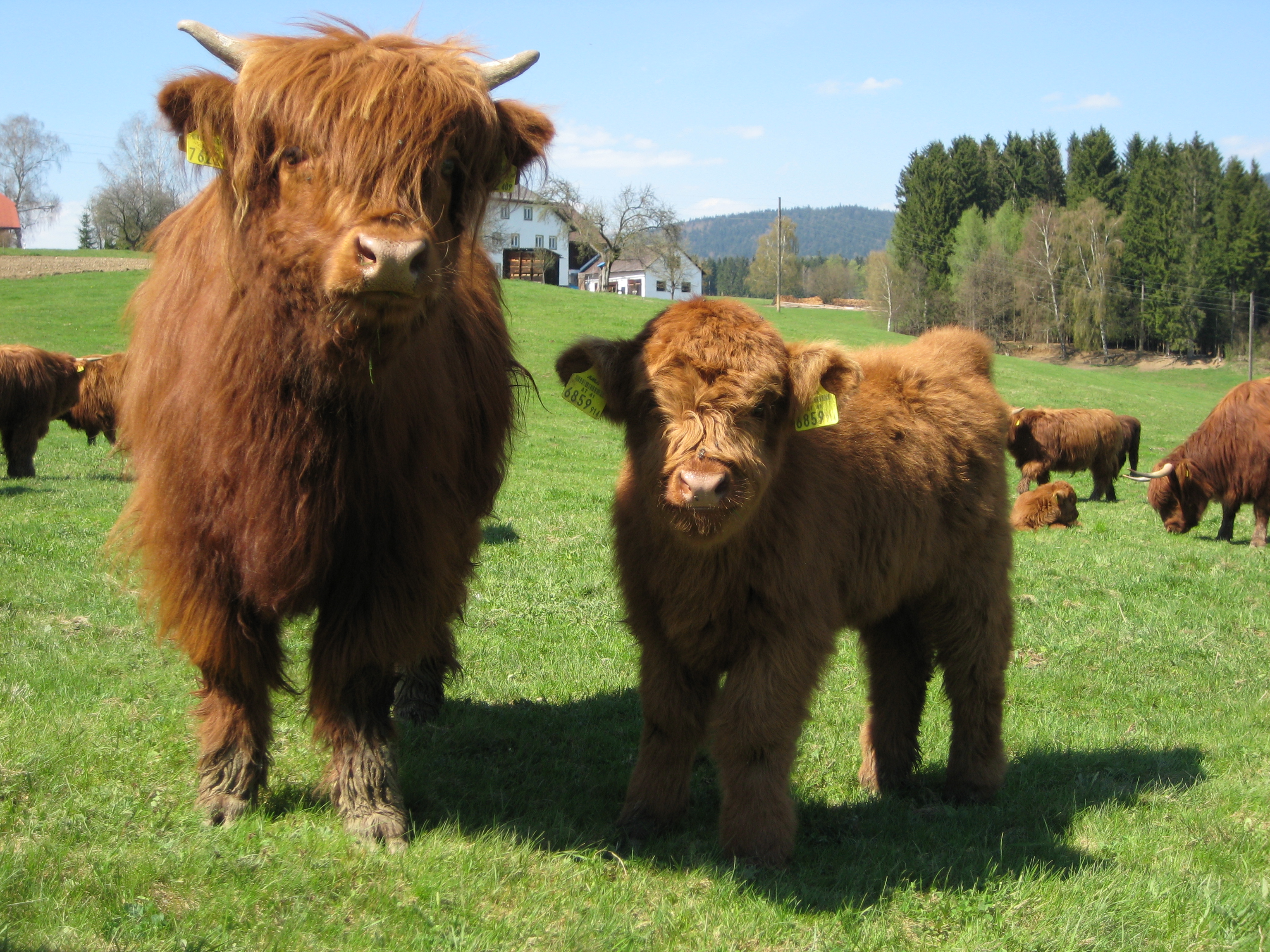 Highland Cattle Backgrounds, Compatible - PC, Mobile, Gadgets| 3072x2304 px