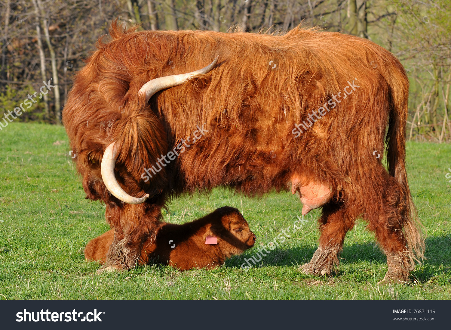 HQ Highland Cattle Wallpapers | File 1075.87Kb