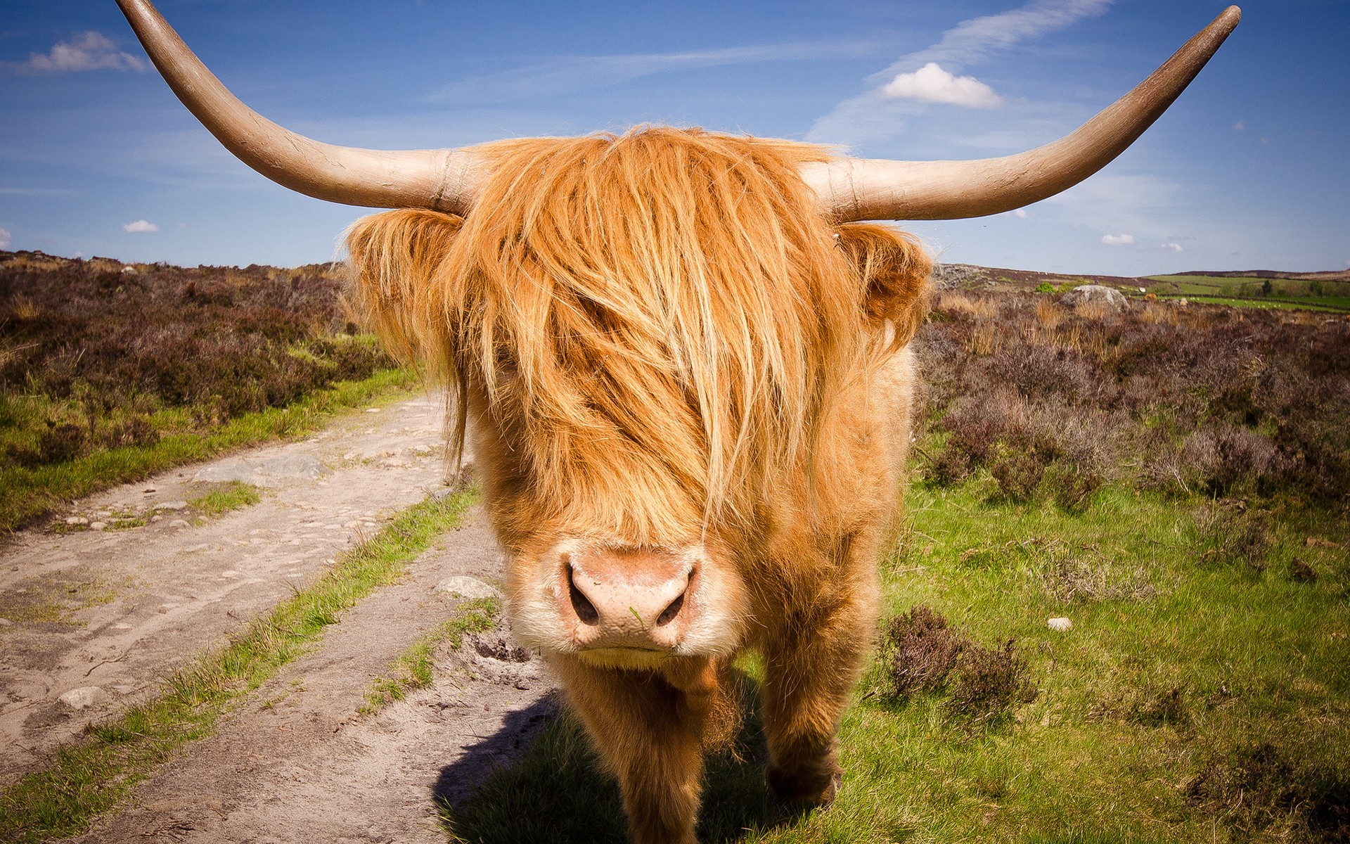 Nice wallpapers Highland Cattle 1920x1200px