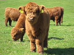 Highland Cattle #11
