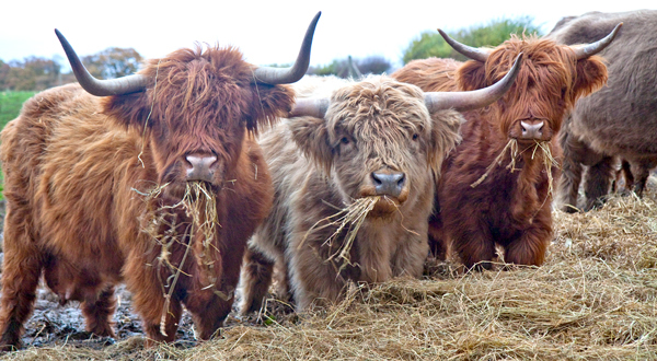 Nice wallpapers Highland Cattle 600x330px