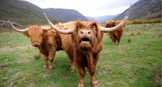 Amazing Highland Cattle Pictures & Backgrounds