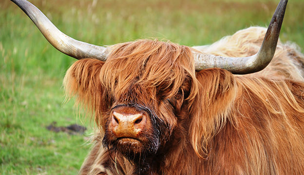 Highland Cattle #2