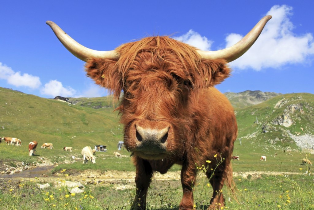 Highland Cattle HD wallpapers, Desktop wallpaper - most viewed