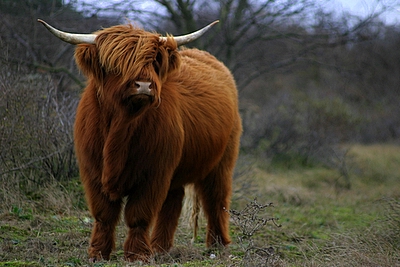Highland Cattle #6