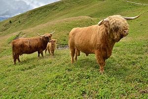 Highland Cattle #14