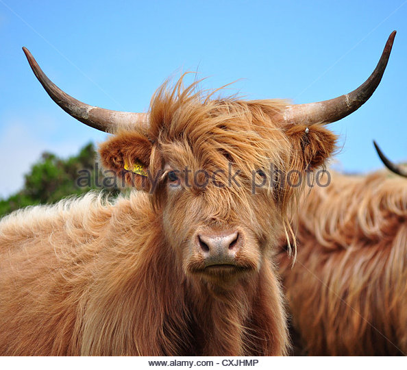 High Resolution Wallpaper | Highland Cattle 594x540 px