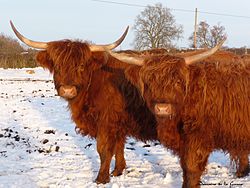 HD Quality Wallpaper | Collection: Animal, 250x188 Highland Cattle