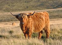 Highland Cattle #16
