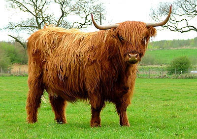 HD Quality Wallpaper | Collection: Animal, 400x281 Highland Cattle