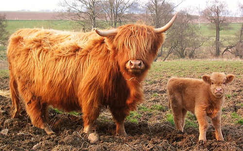 Images of Highland Cattle | 500x312