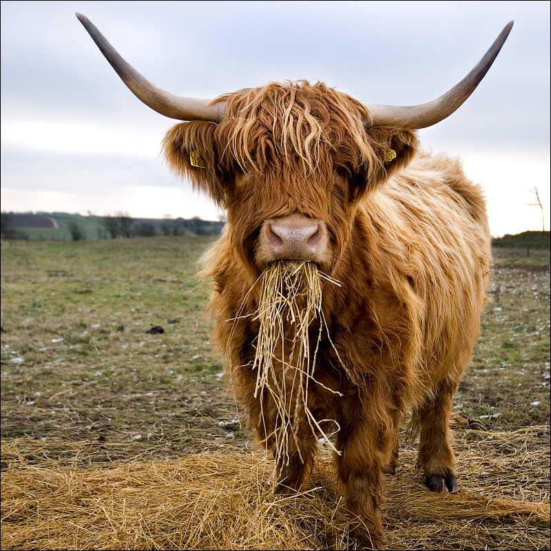 HD Quality Wallpaper | Collection: Animal, 800x800 Highland Cattle
