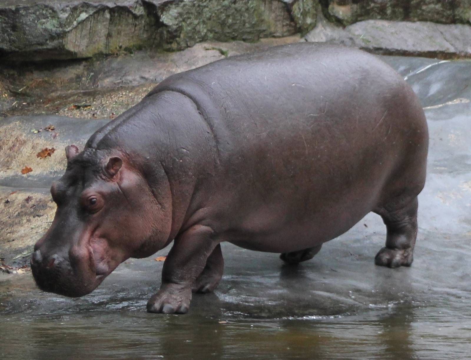 Amazing Hippo Pictures & Backgrounds