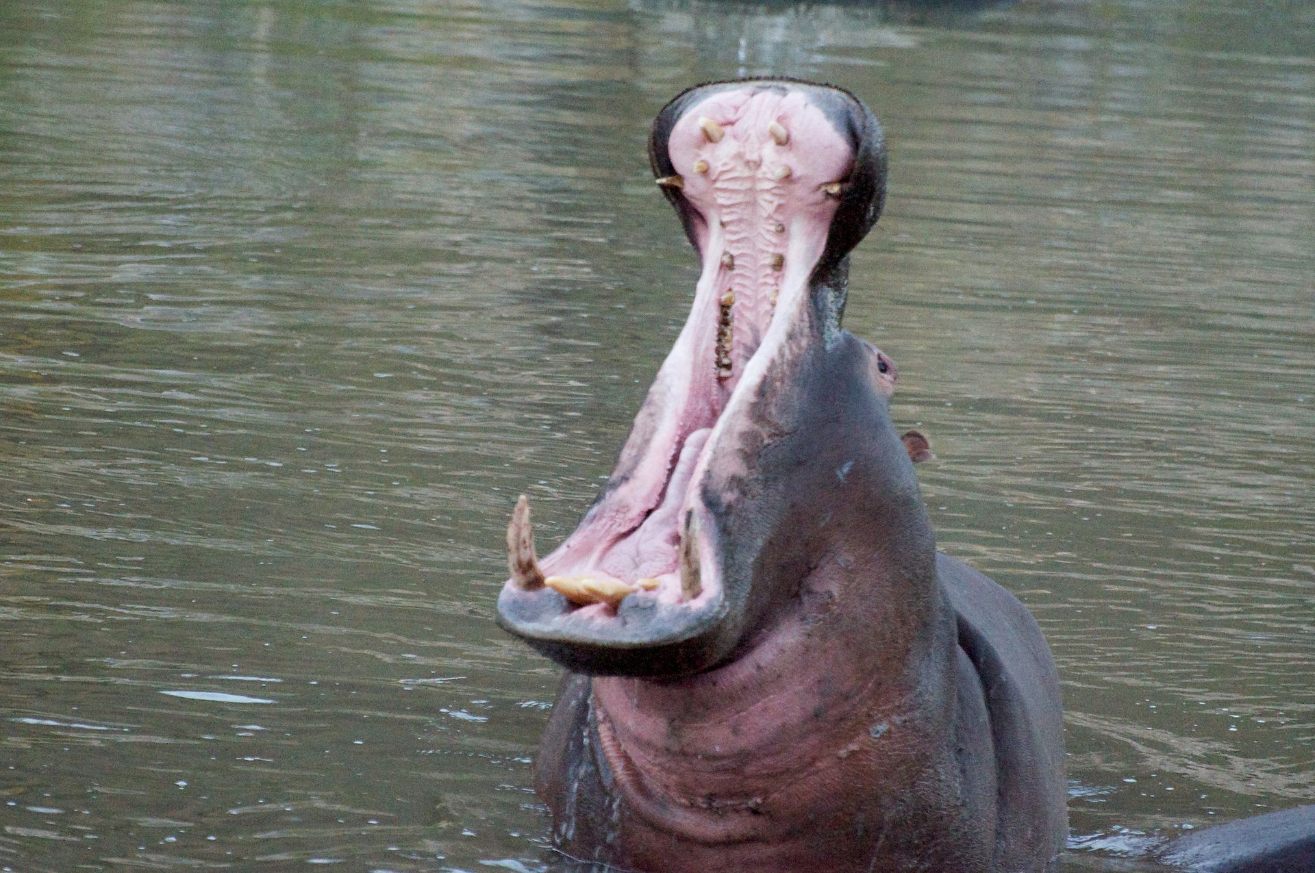 Hippo #19