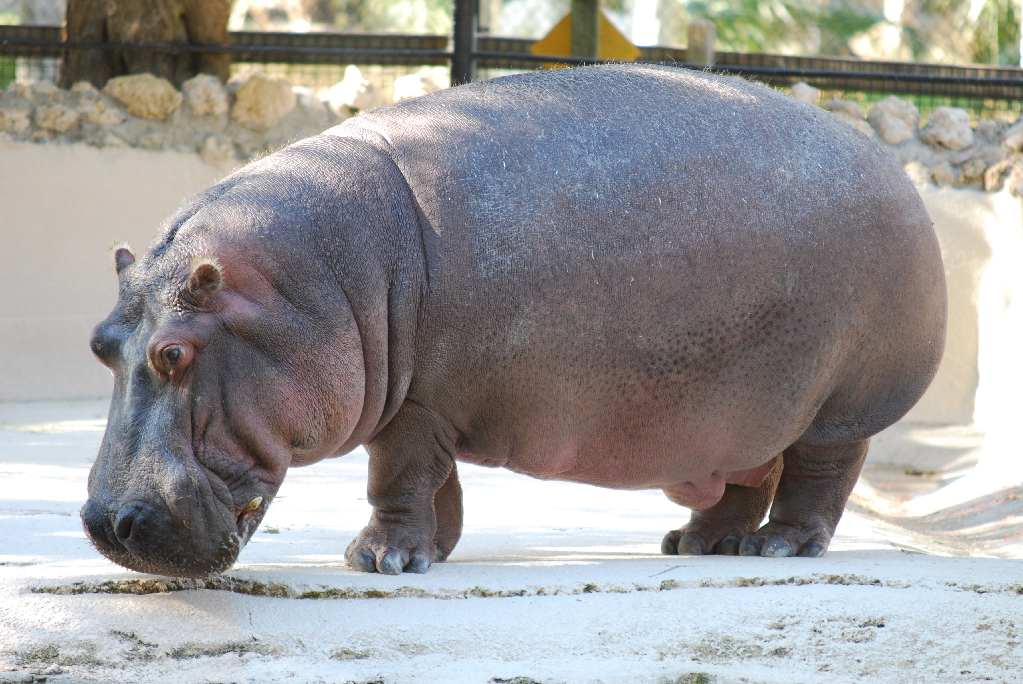 HQ Hippo Wallpapers | File 2678.97Kb