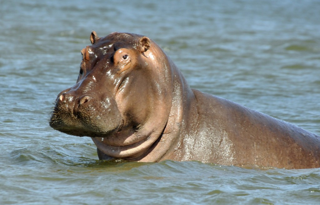 Hippo #2