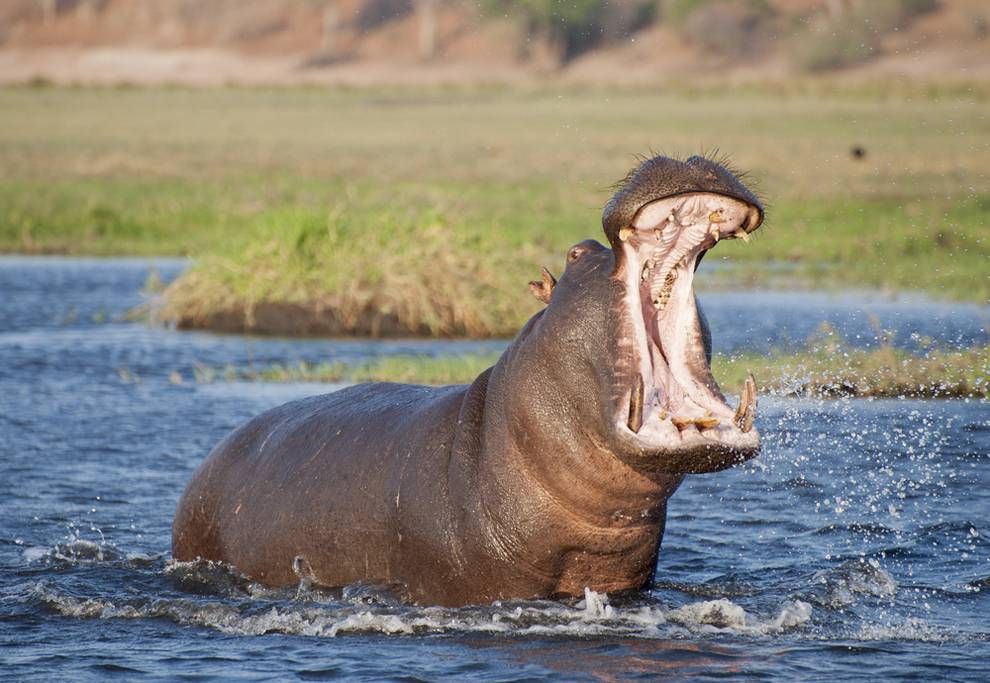 HD Quality Wallpaper | Collection: Animal, 990x683 Hippo