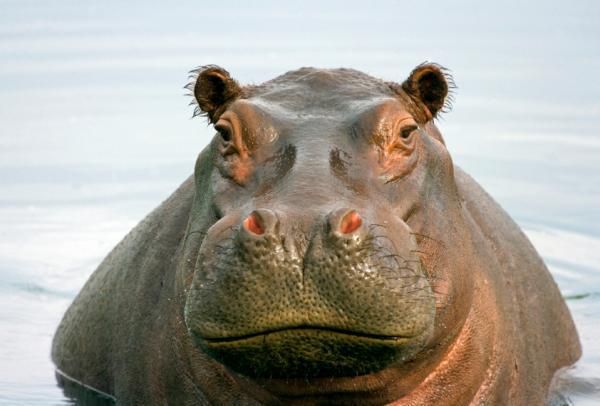 Hippo #4