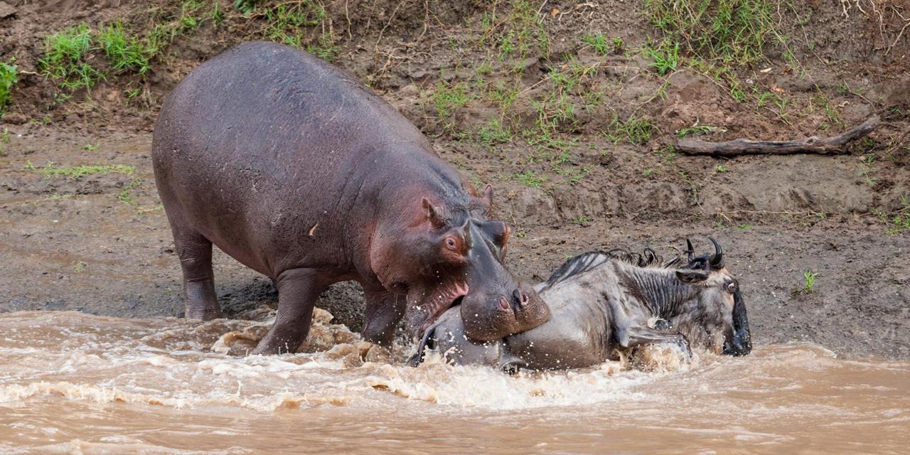 Hippo #3