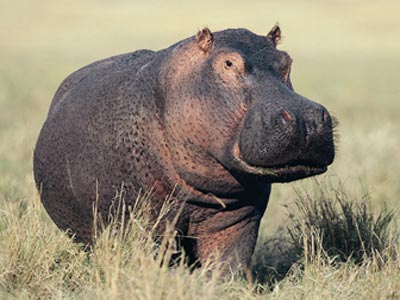 Hippo #8