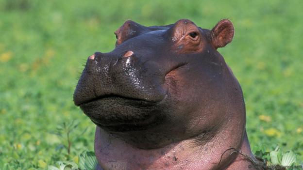 Hippo #14