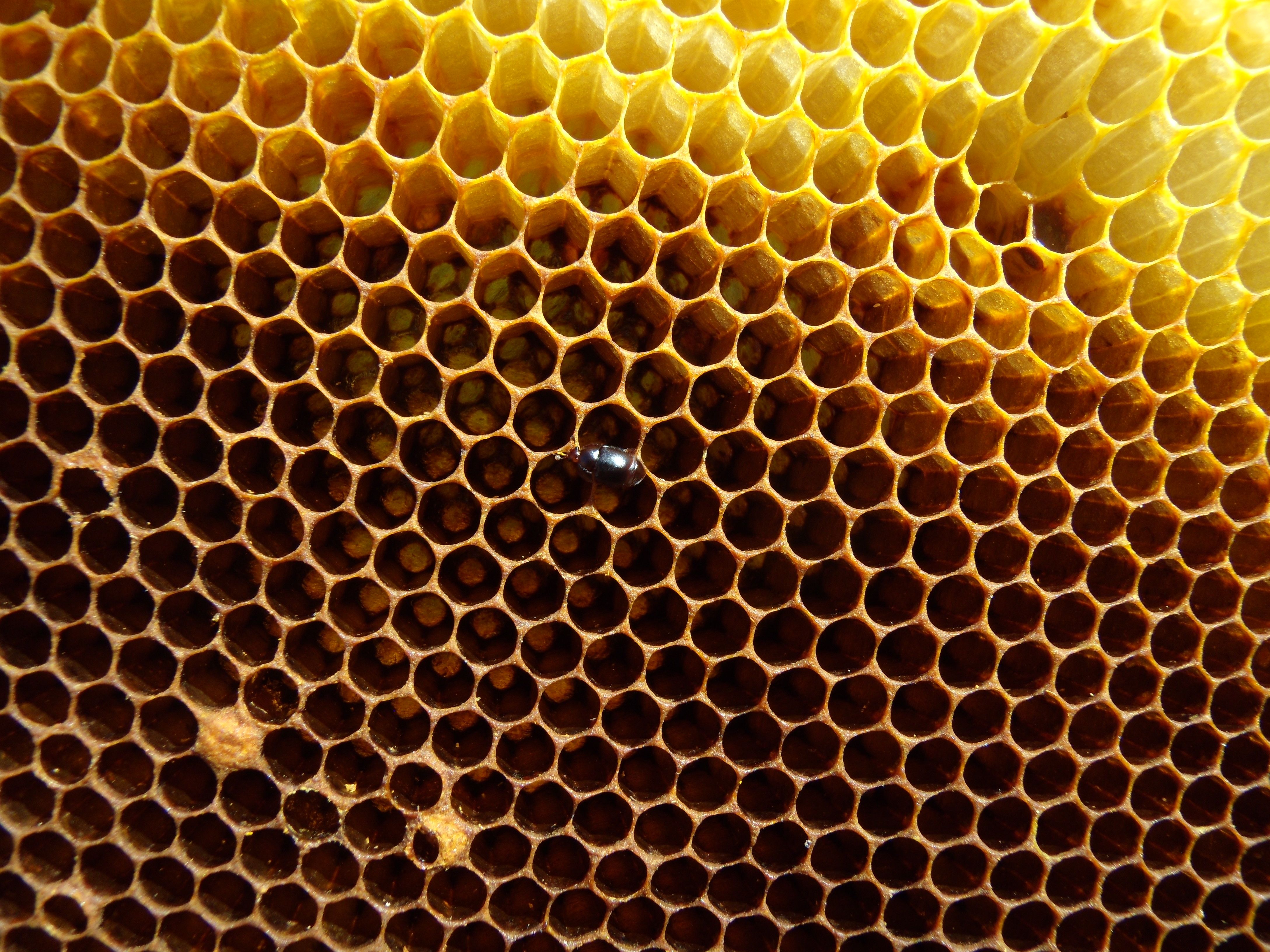 Amazing Hive Pictures & Backgrounds