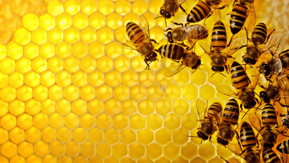 HQ Hive Wallpapers | File 394.19Kb