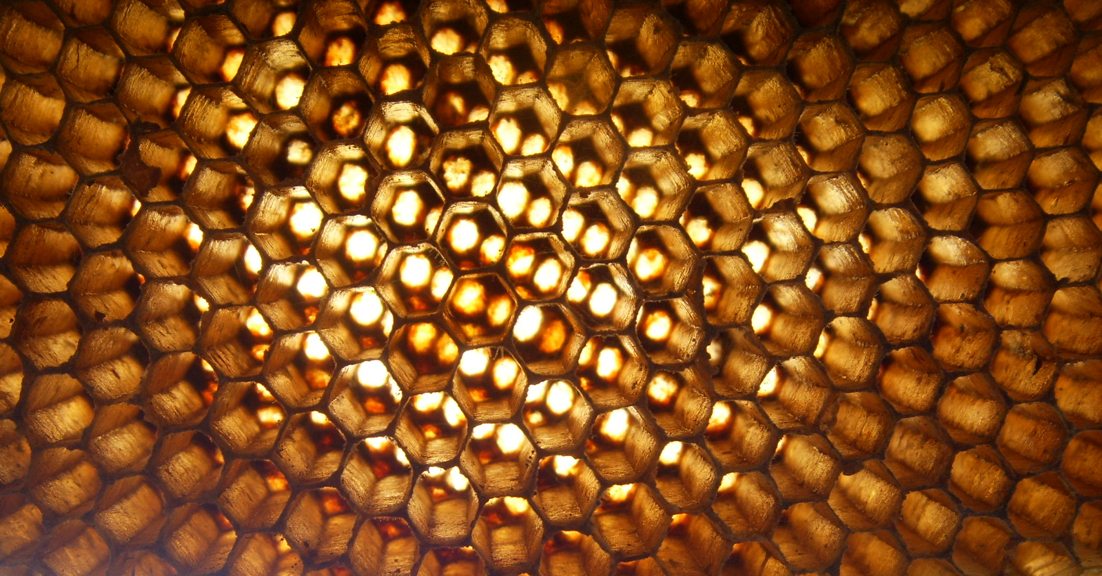 Honeycomb High Quality Background on Wallpapers Vista