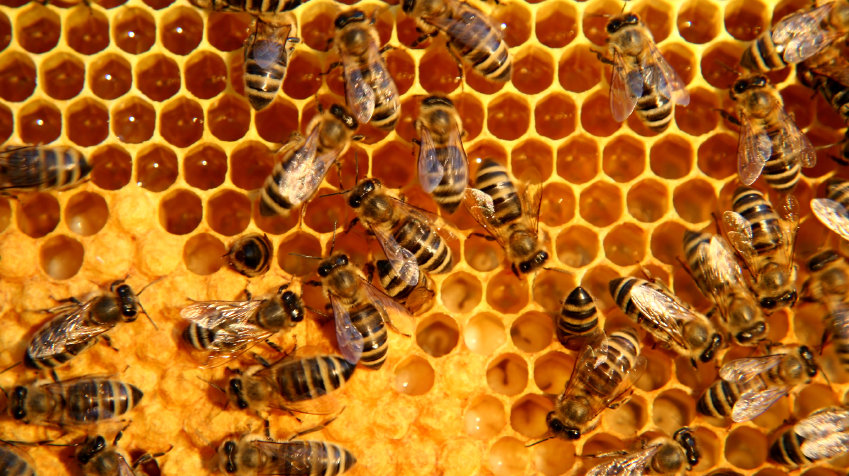 Honeycomb #15