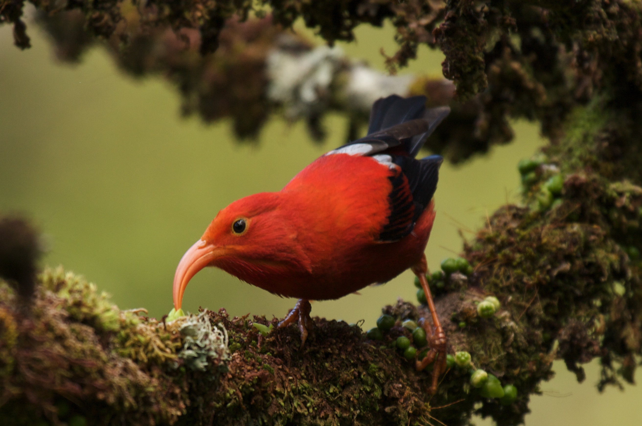Honeycreeper Backgrounds, Compatible - PC, Mobile, Gadgets| 2624x1742 px