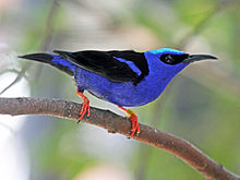 Honeycreeper Backgrounds, Compatible - PC, Mobile, Gadgets| 220x165 px