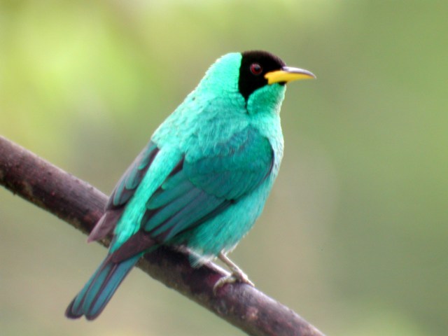 Images of Honeycreeper | 640x480