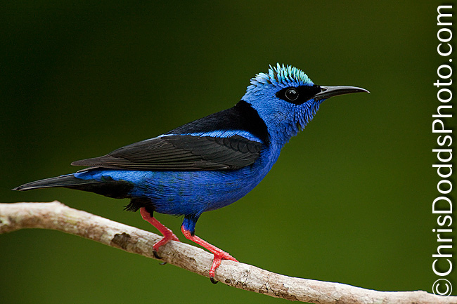 Honeycreeper Backgrounds, Compatible - PC, Mobile, Gadgets| 650x433 px