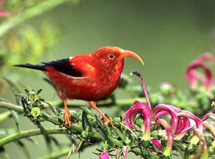 HD Quality Wallpaper | Collection: Animal, 432x321 Honeycreeper